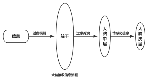 大腦接收內(nèi)容的過(guò)程