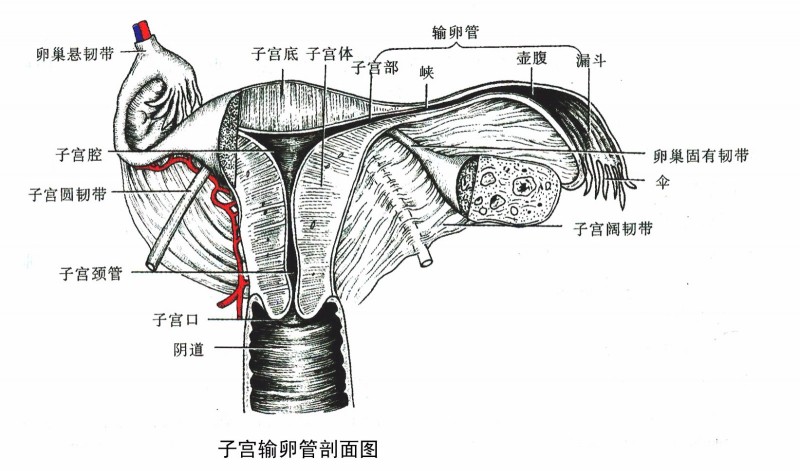 增大药水压力试图通开阻塞段,但压力增高会引起子宫腔,输卵管扩张疼痛