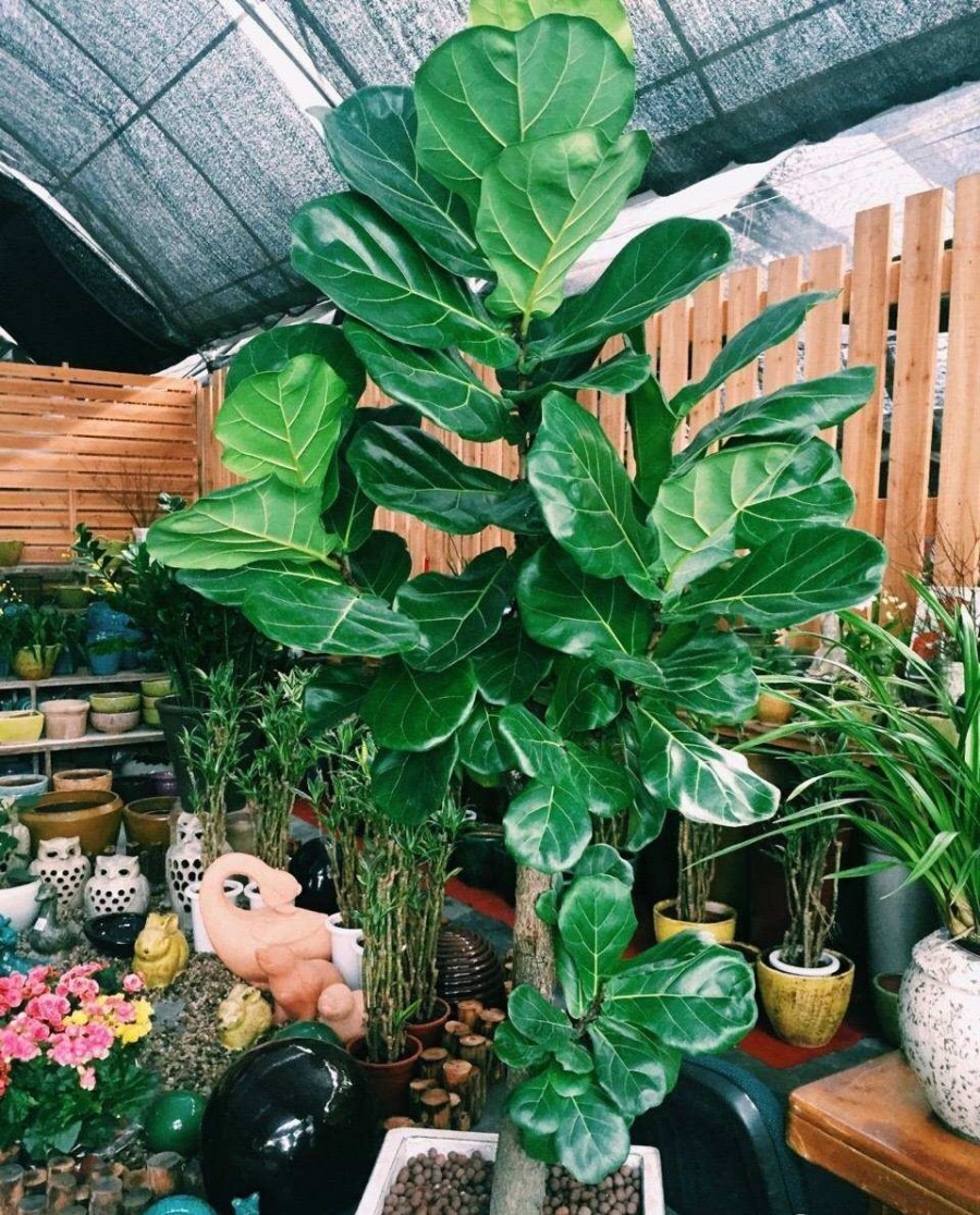 青島花卉